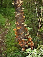 Forest Creek Lodge & Spa