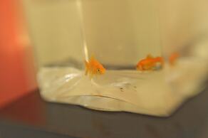 Luxury B&B La Dimora degli Angeli