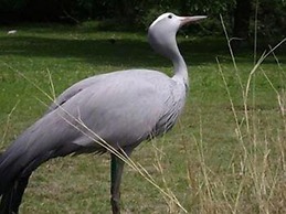 Crane's Nest Guest House at 212