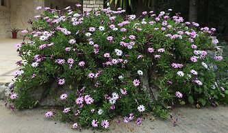 Mountain Vista Resort