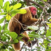 Amazon Ecopark Jungle Lodge