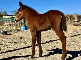 Aeolos Art and Eco Suites - Adults Only