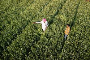 The Tree of Life Resort & Spa, Jaipur