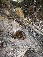 Kalimna Woods Cottages