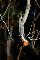 Kalimna Woods Cottages