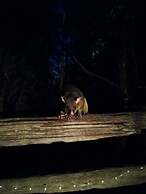 Kalimna Woods Cottages