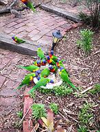 Kalimna Woods Cottages