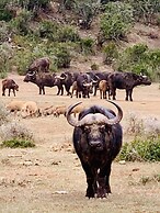 A1 Kynaston collection