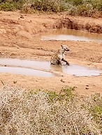 A1 Kynaston collection