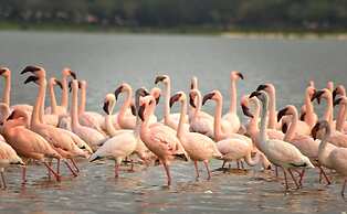 Muthu Lake Naivasha Country Club, Naivasha