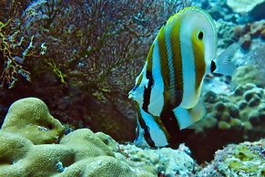 Perhentian Island Resort