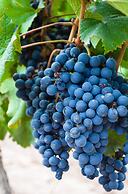 Finca Adalgisa Wine Hotel