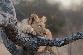 Pondoro Game Lodge  - Open to Kruger Park