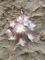 Sairee Hut Resort Koh Tao