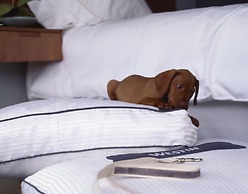 The Westin Guadalajara