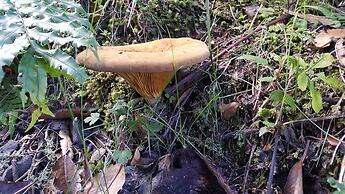 Ruapehu Mountain Motel & Lodge