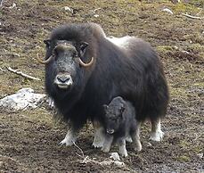 Eriksgårdens Fjällhotell