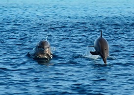 Summer Villa Guest House