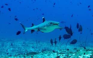 Summer Villa Guest House