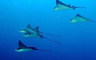 Summer Villa Guest House