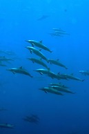 Summer Villa Guest House