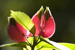 Mata N´Ativa Pousada