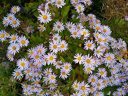 Bellus Rose Pension Hotel