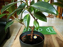 Sleepy Lion Hostel, Youth Hotel & Apartments Leipzig