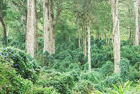 Green Spaces Munnar