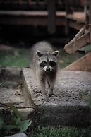 The Lodge at Pico Bonito