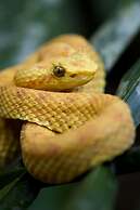 The Lodge at Pico Bonito