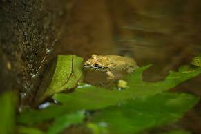 The Lodge at Pico Bonito