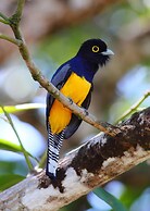 The Lodge at Pico Bonito