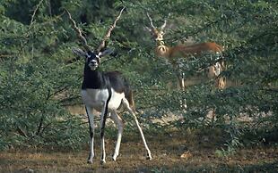 Chhotaram Prajapat Homestay