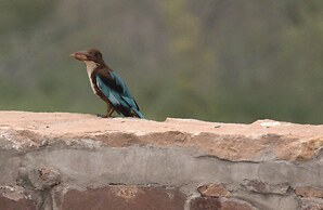 Chhotaram Prajapat Homestay