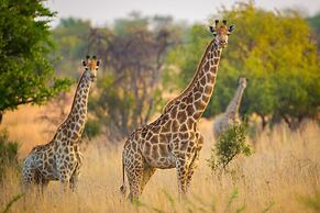 African Hills Safari Lodge & Spa