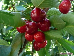 Kershaw House Boutique Accommodation