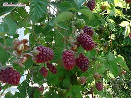 Kershaw House Boutique Accommodation