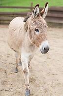 The French Country House