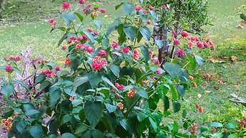 Ecolodge Coppola Guesthouse