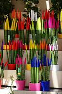 Alicante San Nicolás