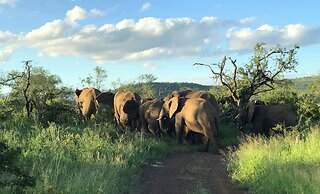 Amakhosi Safari Lodge and SPA