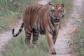 Jungle Wildlife Camp