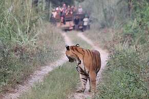 Jungle Wildlife Camp