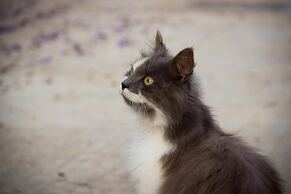 Case Vacanza Torre Lupa