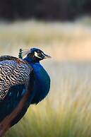 Les Jardins de Zyriab