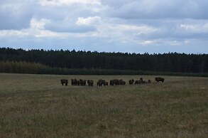 Palac Mysliwski - Orle