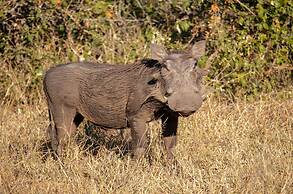 Buckler’s Africa Lodge Kruger Park