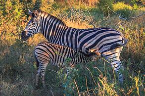 Buckler’s Africa Lodge Kruger Park