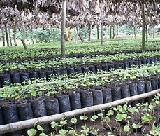 Finca Santa Rosa